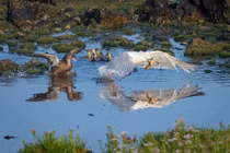 Ác điểu khát máu tấn công, vịt mẹ chống trả cứu con bất thành