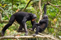 Con người tròn mắt trước 1001 kiểu “cách ly xã hội” của động vật 