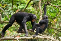 Con người tròn mắt trước 1001 kiểu “cách ly xã hội” của động vật 