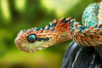 Sát thủ máu lạnh lừa người dưới vỏ bọc màu sắc đẹp dị thường 