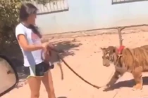 Phát hoảng cảnh nuôi cả đàn “chúa sơn lâm” trong nhà làm... thú cưng