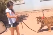 Phát hoảng cảnh nuôi cả đàn “chúa sơn lâm” trong nhà làm... thú cưng