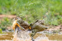 Ngộ nghĩnh màn đánh ghen “kinh hoàng” của ếch yêu tinh