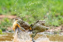 Ngộ nghĩnh màn đánh ghen “kinh hoàng” của ếch yêu tinh