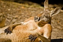 Thêm những khoảnh khắc động vật giống con người đến kinh ngạc