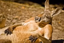 Thêm những khoảnh khắc động vật giống con người đến kinh ngạc