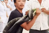 Những "phi vụ" bắt sống rắn khủng, trăn khổng lồ tại Việt Nam 