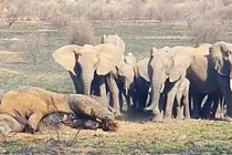 Đại chiến tàn khốc với đồng loại khiến voi khủng chết thảm 