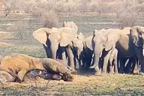 Đại chiến tàn khốc với đồng loại khiến voi khủng chết thảm 