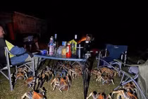 Kinh hoàng cảnh đàn cua khổng lồ như quái vật tấn công người