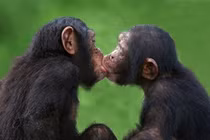 Khoảnh khắc động vật “yêu đương” khiến con người phải đỏ mặt