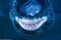 Rùng mình nụ cười nham hiểm của sát thủ đại dương khi săn mồi