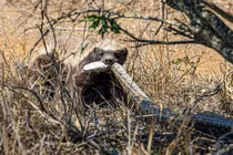 Lửng mật nhỏ bé ra đòn hiểm đoạt mạng trăn “khủng” trong tích tắc