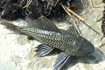 Xác khô loài cá bất tử ở Việt Nam hồi sinh khi được “tưới nước”