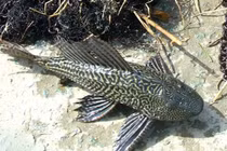 Xác khô loài cá bất tử ở Việt Nam hồi sinh khi được “tưới nước”