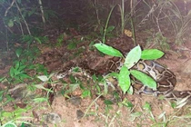 83 cá thể động vật quý hiếm vừa được... “về nhà”