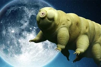 Chân dung 5 sinh vật “bất tử” cả khi sống ở ngoài Trái Đất