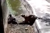 Nhảy vào chuồng nuôi hổ rồi bị cắn tới tử vong 