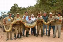 Loài vật đột biến kích thước siêu to khổng lồ gây ám ảnh