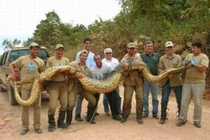 Loài vật đột biến kích thước siêu to khổng lồ gây ám ảnh