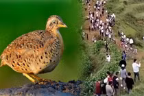 Tiếng "rồng gầm" bí ẩn vùng núi Trung Quốc xuất phát từ... chim cút