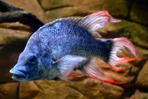 Cuộc đời thê thảm của những con vật cô độc nhất hành tinh