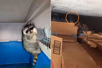 Gấu mèo Mỹ “vượt biên” sang Việt Nam trên container âm độ