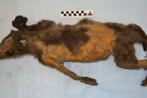 Mổ xác chó sói 14.000 năm tuổi phát hiện nạn nhân cuối cùng là... tê giác