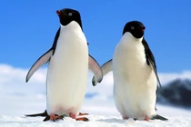 10 sự thật gây sốc về “chuyện yêu đương” của các loài động vật