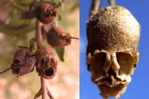 Hoa hình thù đáng sợ nhất thế giới: Nhìn chỉ muốn phát khóc