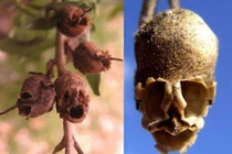 Hoa hình thù đáng sợ nhất thế giới: Nhìn chỉ muốn phát khóc