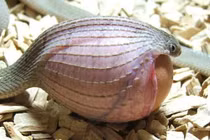 Loài rắn lạ có đuôi như nhện được ví như... lưỡi hái thần chết