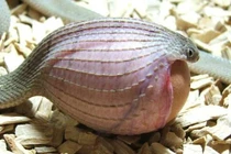 Loài rắn lạ có đuôi như nhện được ví như... lưỡi hái thần chết