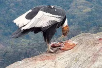 Thần chim khổng lồ thích ăn xác chết, bay 5 tiếng không đập cánh