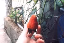 Thực phẩm tốt cho não bộ, tăng sự tập trung và giảm stress