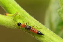 "Giải oan" cho kiến ba khoang: Không tấn công người như lời đồn