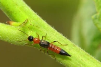 "Giải oan" cho kiến ba khoang: Không tấn công người như lời đồn