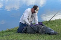 Bị cá sấu kéo xuống nước khi cố gắng cứu con chó