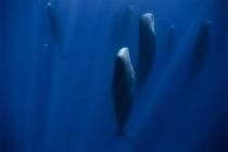 Tại sao cá nhà táng ngủ thẳng đứng?