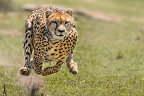 3 anh em báo săn hợp sức đoạt mạng đà điểu khổng lồ