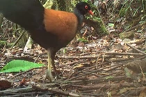 Bồ câu tuyệt chủng hơn 100 năm tái xuất hiện