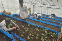 Kon Tum khô hạn, các vườn sâm Ngọc Linh ứng phó sao?