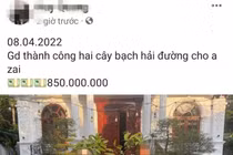 Bạch hải đường rớt giá thảm, cơn sốt đã đến hồi kết