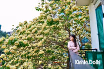 Giới trẻ Hà Nội háo hức check in hoa bún cổ hơn 300 tuổi 