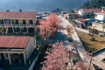 Mùa hoa anh đào nở rực rỡ tại Hà Giang