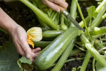 Bí ngòi - thực phẩm tự nhiên giúp giảm cân và bổ mắt