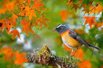 4 con giáp đếm tiền mỏi tay suốt tháng 5 Âm lịch