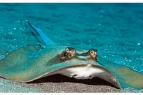 Loài “cá lạ” thích phơi nắng, tấn công phụ nữ đẹp