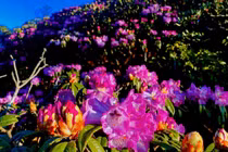 Giữa núi rừng Putaleng, Đỗ quyên khoe sắc