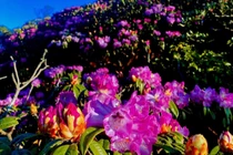 Giữa núi rừng Putaleng, Đỗ quyên khoe sắc